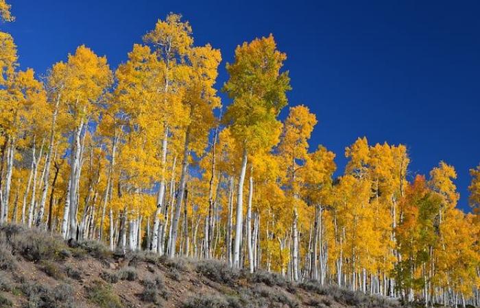 Un albero di 16.000 anni!