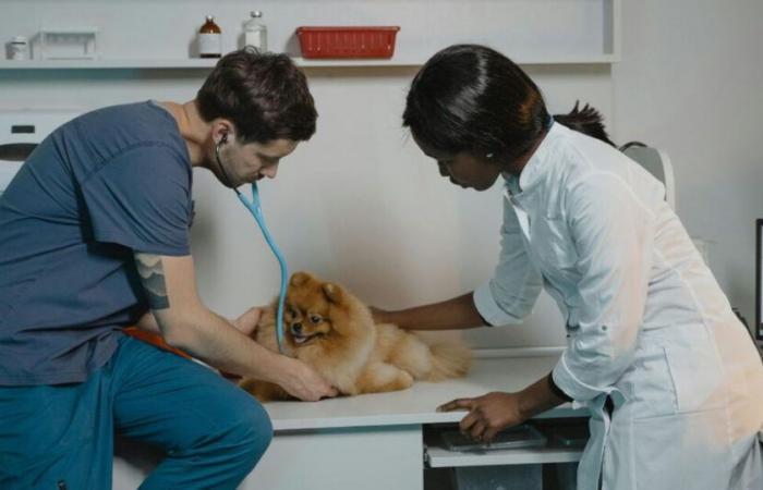 La sterilizzazione è pericolosa per la salute del cane?