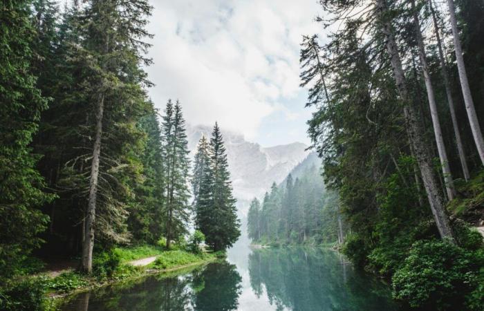 L’albero più antico del mondo