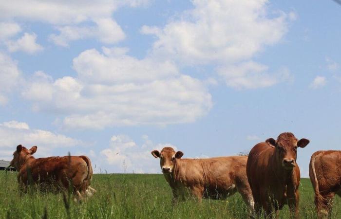 Le fattorie della Dordogna prese “in tenaglia” dalle malattie