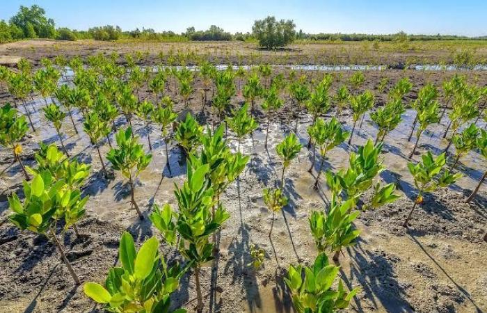 Il mercato del carbonio: una miniera d’oro per la RDC