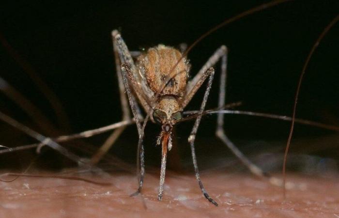 nuovo caso del West Nile in Gironda