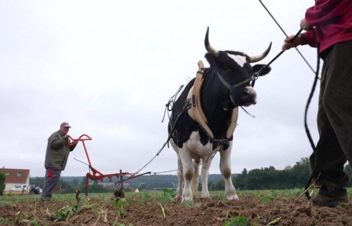 VIDEO – Trazione bovina in Francia: rinascita di una pratica agricola ancestrale