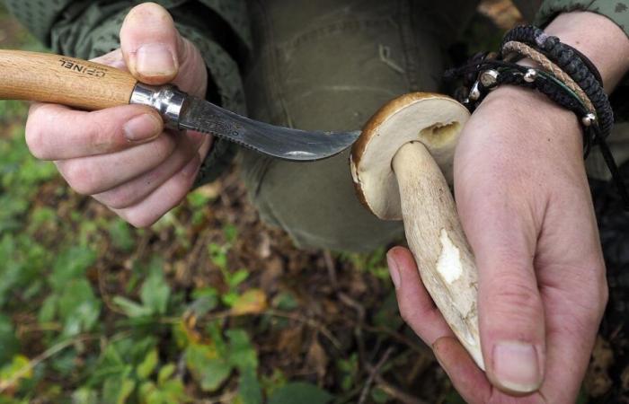 Raccolta funghi: uno specialista risponderà alle vostre domande in diretta questo giovedì