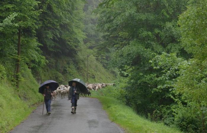 Il regista di Cocumont Bernard Lataste rende omaggio all’eredità dei pastori dell’Aure