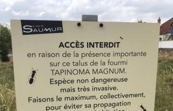 Le formiche invasive non hanno guadagnato terreno a Saumur ma la lotta continua