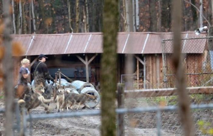 La SPCA vuole stringere le viti sui proprietari di cani da slitta