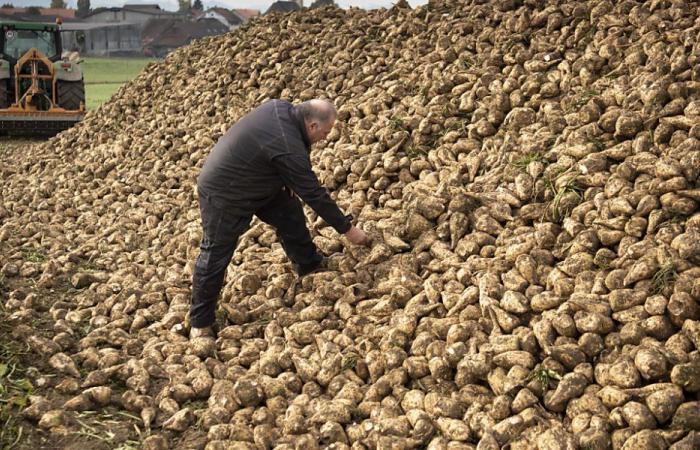 Raccolto di barbabietola da zucchero da medio a buono