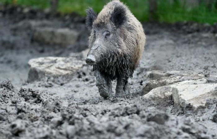 la scrofa Cocotte affidata ad un parco faunistico dopo aver vissuto per tre anni in una stalla antigenica