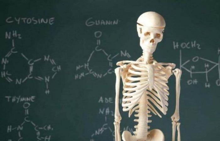 Quiz. Conosci l'anatomia umana? – Edizione serale della Francia occidentale