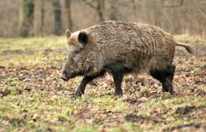 Un cacciatore di 52 anni ferito dopo una carica di cinghiale