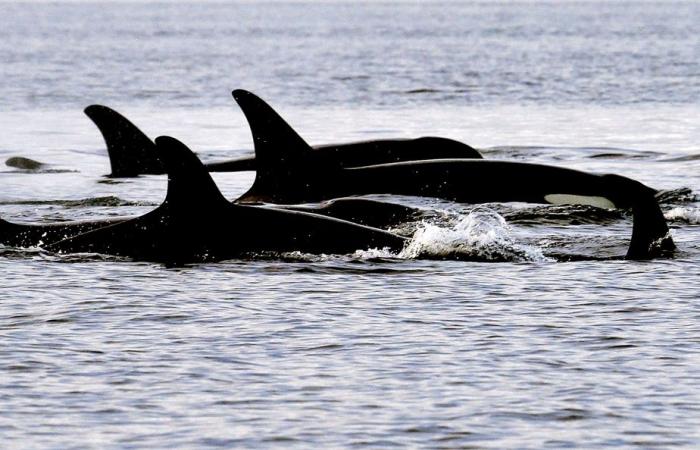 Costa orientale del Canada | Inquinanti “pericolosamente alti” per le orche