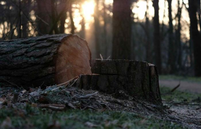 Beauvais. L'Opac de l'Oise taglierà 24 alberi nell'ambito della demolizione di un edificio