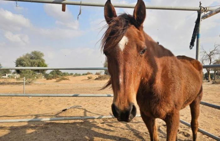 Isère. Il cavallo muore investito da un'auto