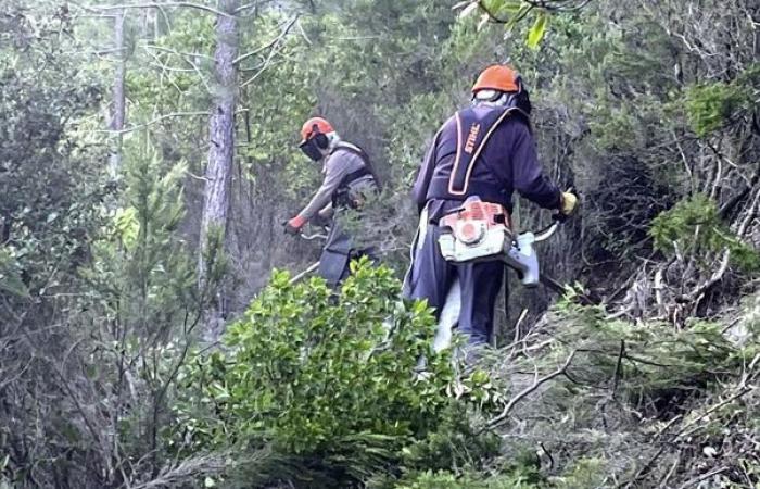 Quali sono gli obblighi di sgombero per la prevenzione degli incendi boschivi?