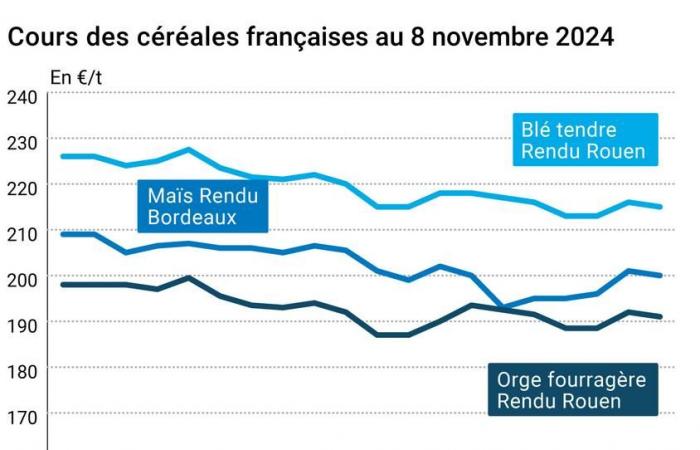 COTidienne | Cereali – Leggero calo dei prezzi del grano e del mais, dovuto al rialzo dell’euro rispetto al dollaro