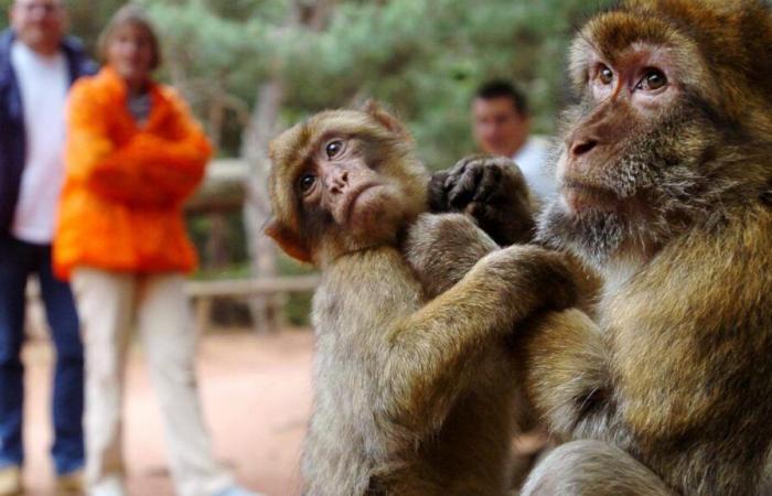 Decine di scimmie fuggono da un centro di ricerca: “Non avvicinatevi!” »