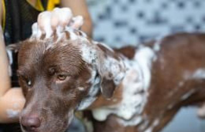 Questo è ciò che pensa il tuo cane quando lo lasci a casa da solo