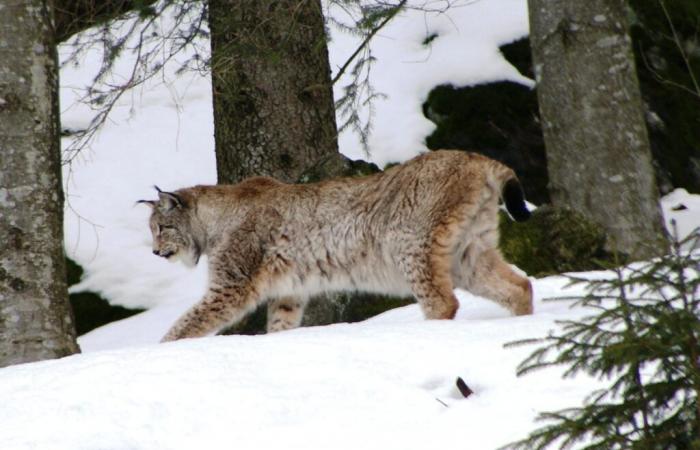 Giurò. Un evento per celebrare i 50 anni della lince nel Giura | Settimanale 39