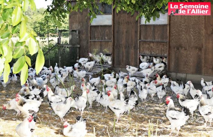 primo caso di influenza aviaria rilevato in un villaggio del Borbonese