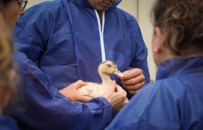 Primo focolaio di influenza aviaria nelle Lande