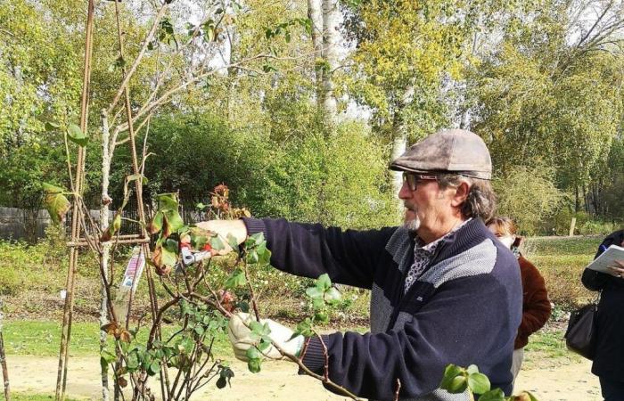 Maine-et-Loire. Quasi 800 varietà di roseti in vendita e laboratori di potatura questo fine settimana