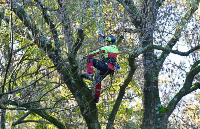 una settimana di azioni ed eventi nella città attorno all'albero