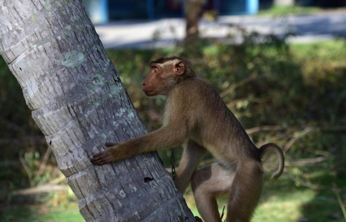 “Non cercare di avvicinarti”: la polizia sta cercando attivamente 43 macachi in fuga negli Stati Uniti