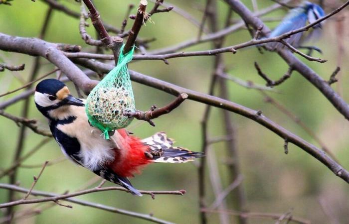 Nutrire gli uccelli ingrassa soprattutto i commercianti