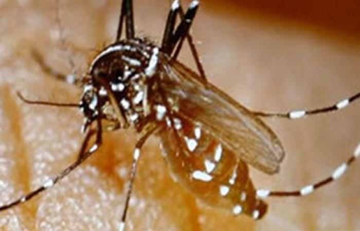 Chikungunya: 3 nuovi casi confermati di cui 2 a Saint-Gilles – LINFO.re