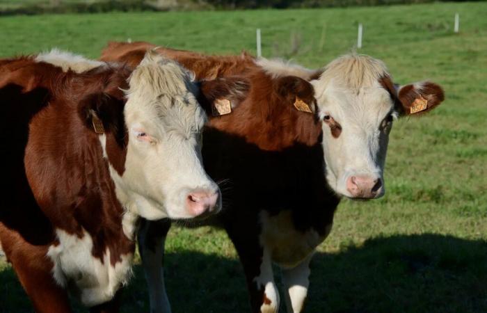 Finistère. I produttori di latte hanno cancellato la registrazione da Lactalis alla ricerca di un nuovo raccoglitore