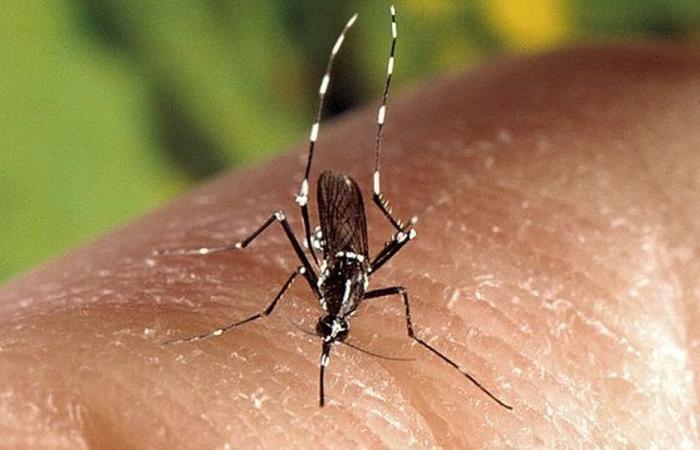 Tre nuovi casi di chikungunya, colpito un nuovo comune