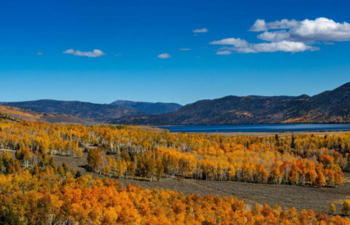 Alla scoperta del Pando, l’albero forestale più antico del mondo