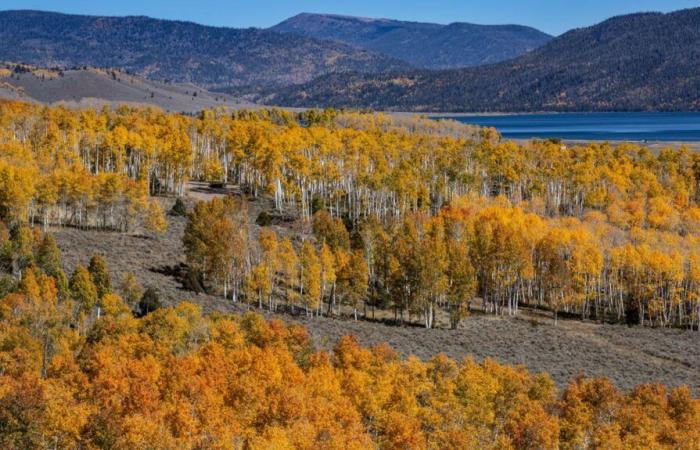 Pando, una foresta composta da un unico albero, uno degli esseri viventi più antichi della Terra