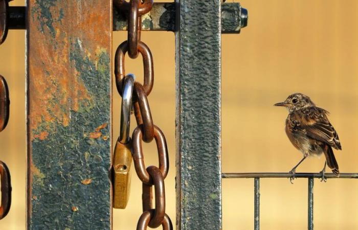 Le foto più incredibili della natura sono in mostra a Basilea – rts.ch