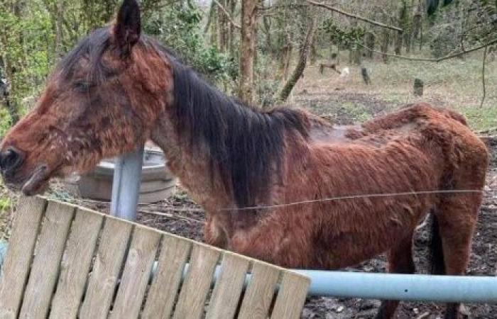 Insieme, fermiamo gli abusi sugli animali nella Loira Atlantica. Le loro voci siamo noi.