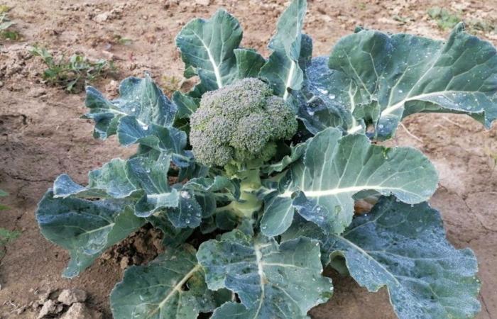 La mitezza dell'autunno influisce sulle colture di cavoli e broccoli nel Vaucluse