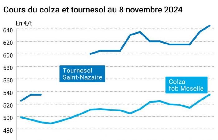 COTidienne | Semi oleosi – La domanda globale di oli vegetali sta facendo salire i prezzi di soia, palma, colza e girasole