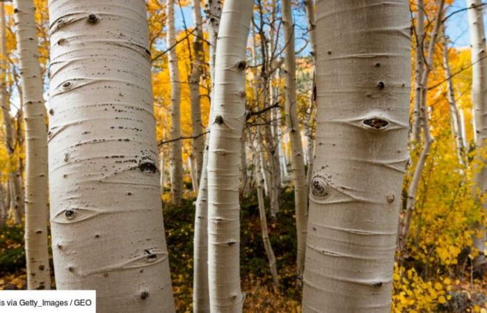 L’albero più alto del mondo è anche uno degli organismi viventi più antichi sulla Terra.