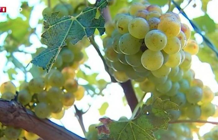 Vigne: in Francia il raccolto 2024 dovrebbe diminuire del 23% a causa del clima