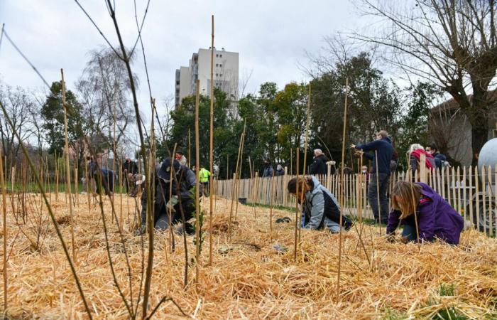 una settimana di azioni ed eventi nella città attorno all'albero