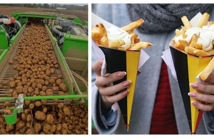 Le patate fritte belghe: un must nonostante le fatiche della vendemmia