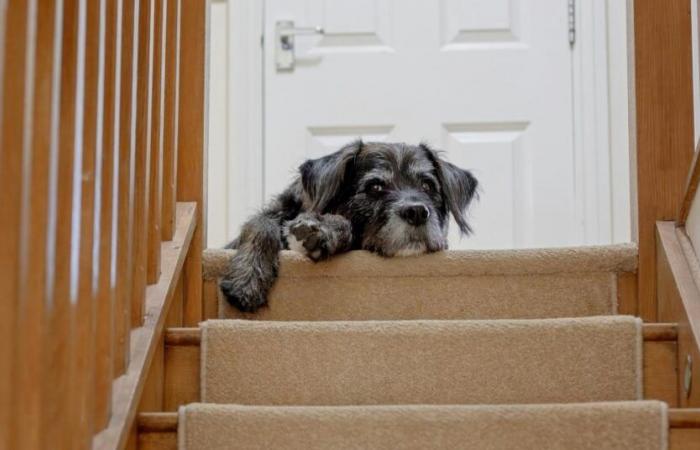 Questo è ciò che pensa il tuo cane quando lo lasci a casa da solo