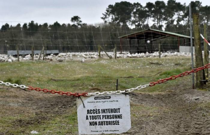 Influenza aviaria: rischio alzato da “moderato” a “alto” in Francia