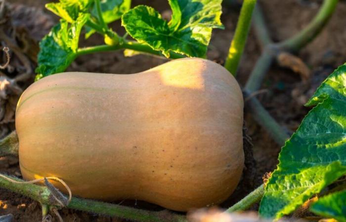 Con l’autunno è iniziata la stagione delle butternut!