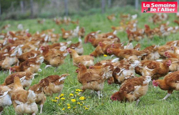 primo caso di influenza aviaria rilevato in un villaggio del Borbonese