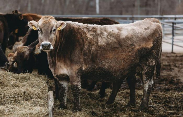 Mucche e influenza aviaria: è in atto la trasmissione all’uomo