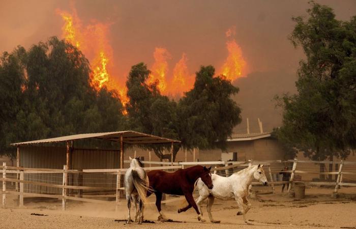 Grande incendio in California | Più di cento case distrutte vicino a Los Angeles