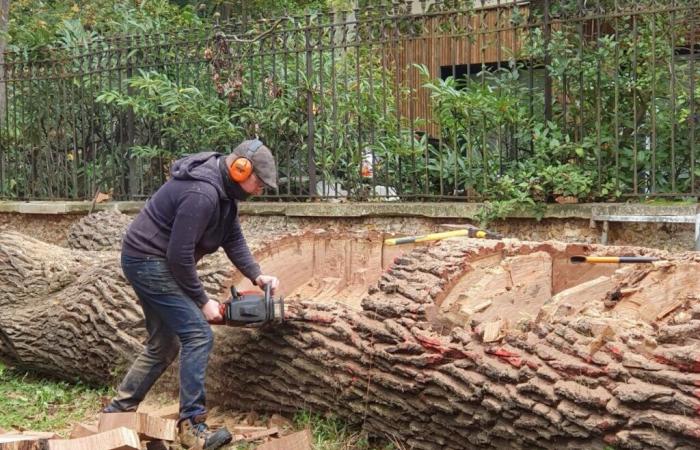 Abbattuto da una tempesta, l'albero straordinario di questo parco degli Yvelines non è morto, tornerà in vita