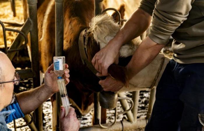 Un quarto delle aziende agricole del Giura contaminate dalla febbre catarrale – rts.ch